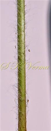  Peduncle